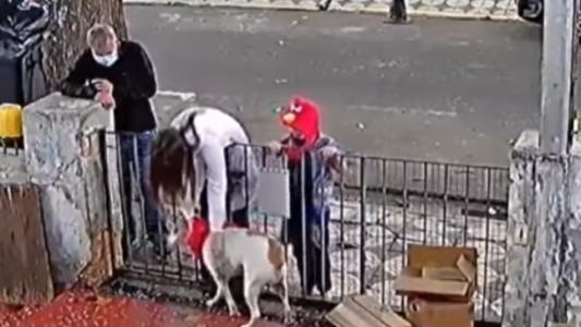 Un final feliz: una familia le regaló abrigo al perro de Lanús que le robaron su chaleco