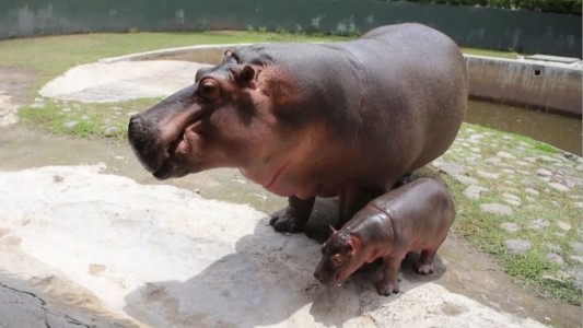 Nació un bebé hipopótamo y se convirtió en la estrella del zoo