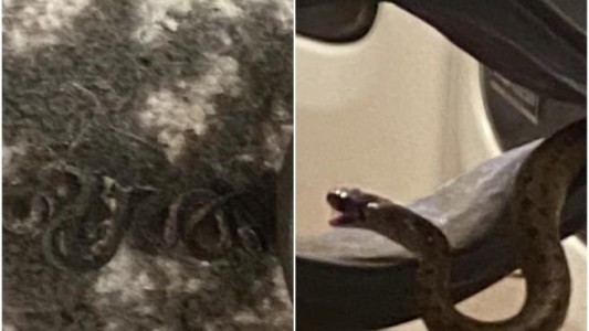 Una mujer encontró 18 serpientes durmiendo abajo de su cama: "Voy a necesitar un cardiólogo"