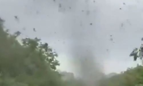 Video: impactante "tornado" de mosquitos registrado en Rusia