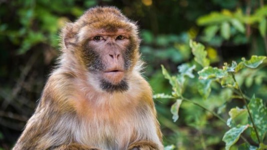 Alarma en China: primer humano muerto por el virus del mono B