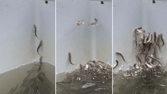 Unos salmones se vuelven locos tras ser supuestamente intoxicados con cocaína en Alemania