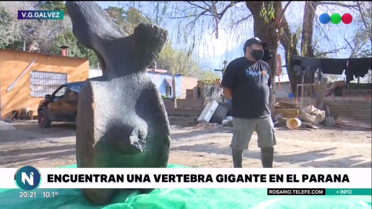 Por la bajante histórica del Paraná encontraron el hueso de un mamífero marino gigante