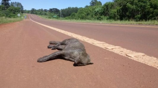 Más de cinco mil animales silvestres mueren atropellados por exceso de velocidad en rutas