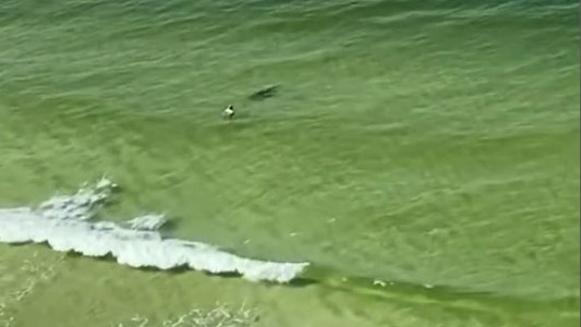 Pánico por un tiburón que nada hacia un turista en la playa