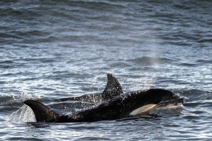 Avistan por primera vez una cría de orcas frente a las costas de Río Negro