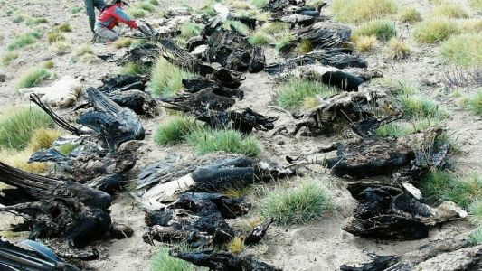 Conmoción por el hallazgo de 34 cóndores muertos en Mendoza