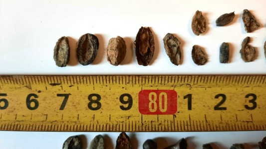 Encuentran fósiles de semillas, moluscos y peces de cinco mil años de antigüedad en San Pedro