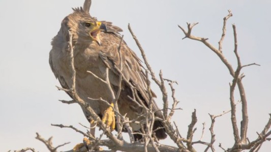 Una iniciativa argentina para conservar al águila coronada será financiada por la Casa Real holandesa