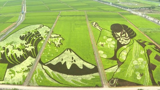 Al estilo "Art Attack": Japón convierte hectáreas de pasto en obras de arte