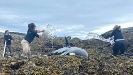 Emotivo video: a baldazos de agua salvaron a una orca varada