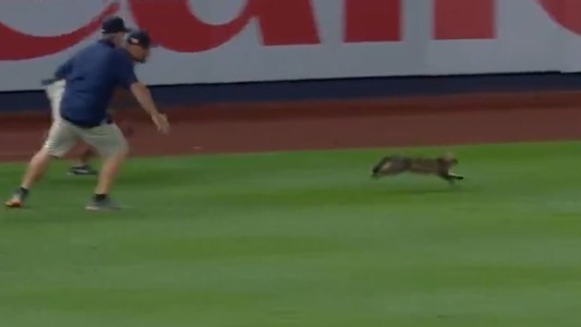 Un gato interrumpe un partido y se vuelve la estrella del encuentro