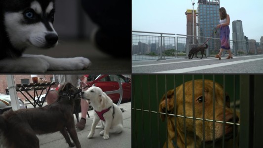 El drama de las mascotas que deben separarse de sus dueños tras la pandemia