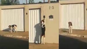 Video viral: el perrito que toca el timbre para entrar a la casa