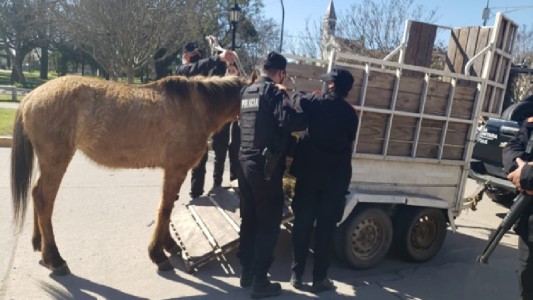 Asistieron a un yegua lastimada y demoraron a un joven por maltrato animal