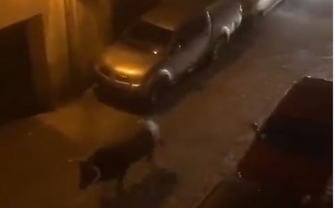 Un auto atropella a un toro que había escapado de un concurso