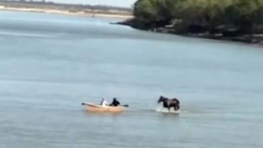 Por la bajante, un caballo cruzó el río Paraná caminando