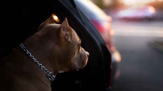 Murió un perro que fue dejado adentro de un auto bajo el sol como castigo: "Quería que muera"