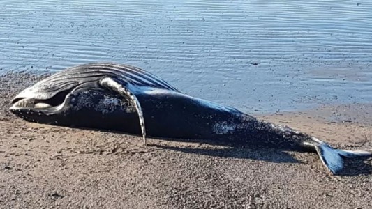 "Peligro biológico": Una ballena jorobada apareció muerta al sur de Chubut y piden a la población que no se acerque