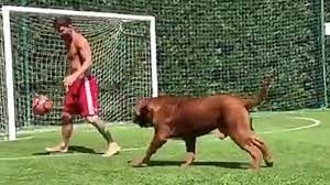 Dónde está Hulk, el enorme y cariñoso perro de Lionel Messi