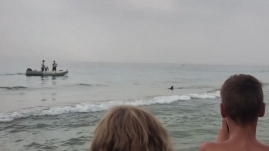 Susto por un tiburón en medio de los turistas en una playa española