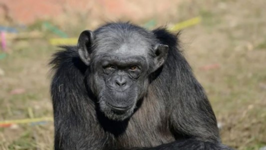 Murió en Italia la chimpancé más anciana de Europa a los 49 años