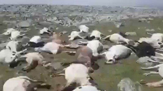 Más de 500 ovejas mueren tras ser alcanzadas por un rayo