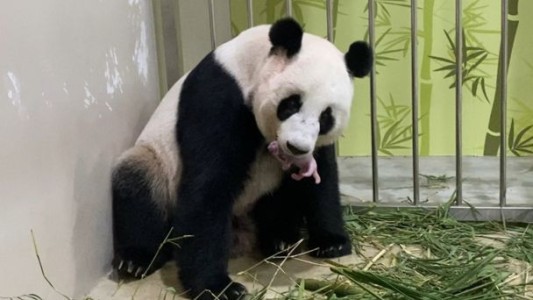 Nació un panda por primera vez en el zoológico de Singapur
