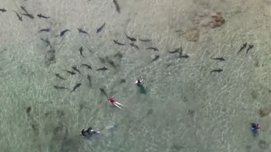 Así nadan entre tiburones un grupo de turistas en California