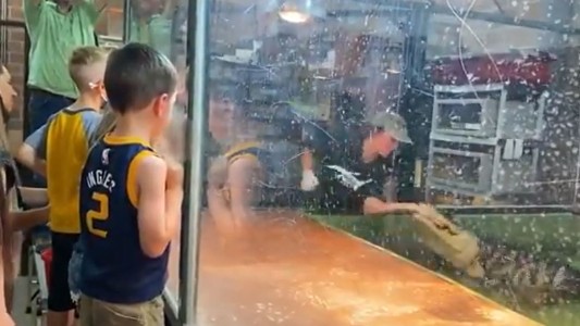 Una entrenadora de cocodrilos es atacada durante una presentación