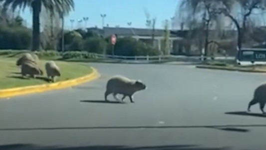 Invasión de carpinchos en Nordelta: aseguran que atacan a perros