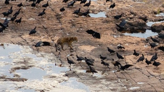 Fotografiaron a un yaguareté en el agua y rodeado de pájaros en las Cataratas del Iguazú
