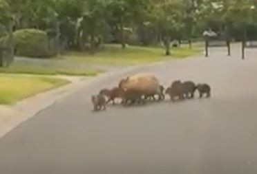Polémica por la invasión de carpinchos en Nordelta: "Para desplazarlos se debe hacer un estudio de impacto ambiental"