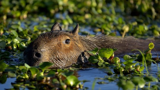 Los carpinchos "no representan ningún peligro para las personas"