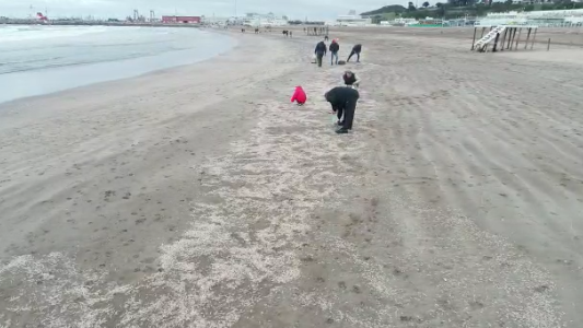 Video: Misteriosa aparición de camarones en la orilla de Playa Grande