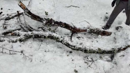 Trasladaron a Buenos Aires al niño herido por la caída de una rama en San Martín de los Andes