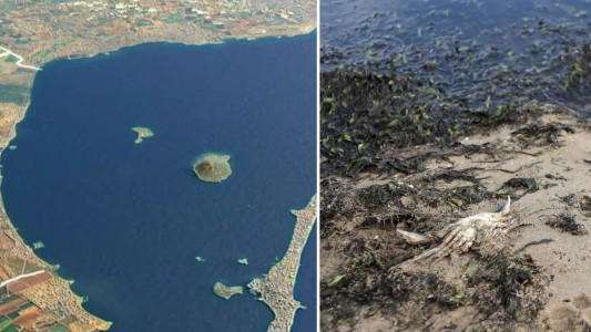 Era un paraíso en el Mediterráneo y ahora vive una "situación dramática": la muerte del Mar Menor