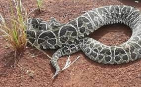 Identificaron una sustancia que podría frenar al coronavirus en el veneno de una serpiente que habita en Argentina