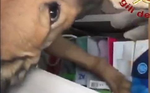 Dramático rescate de un perro entre los escombros tras derrumbe