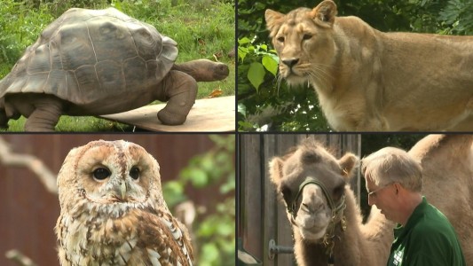 Zoo de Londres realiza el pesaje anual de sus animales