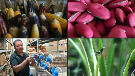 Así es el "arca de Noé" para conservar semillas nativas