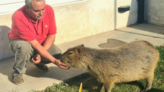 El carpincho que es tratado como parte de la familia en Coronel Pringles
