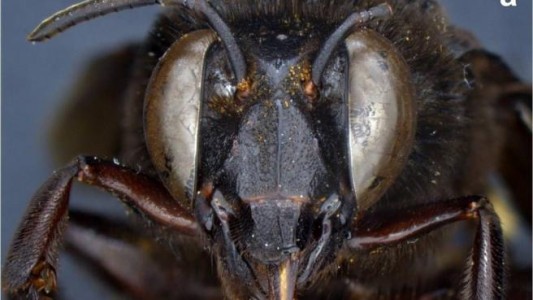 Descubren un caso de una abeja andrógina: mitad hembra, mitad macho