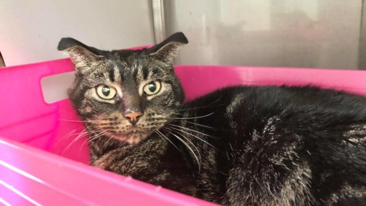 Un gato quedó encerrado en una casa vacía: sobrevivió 52 días sin comida ni agua