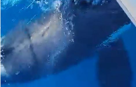 Susto por un grupo de orcas que embistió un velero