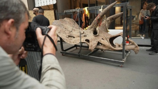 Subastan a Big John, el mayor dinosaurio tricerátops del mundo