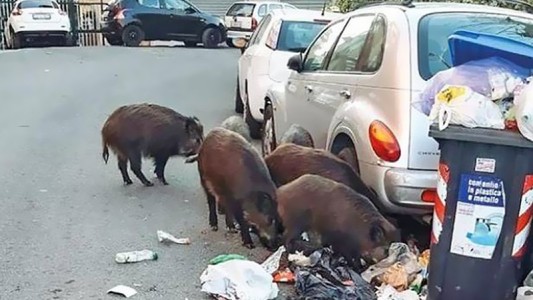 Una invasión de jabalíes se mete en la campaña por el Gobierno de Roma