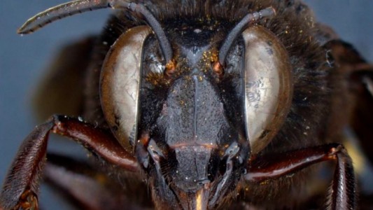 Mitad macho y mitad hembra: descubrieron una abeja andrógina