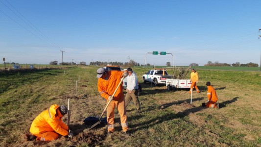 Insólito: el municipio de Rufino plantó 50 árboles y al mes se los robaron