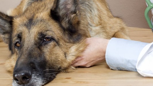 Declaran a La Plata como "municipio no eutanásico de animales"